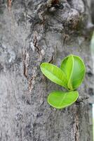 Bright small green leaves on top tree of Indian Laurel or Calophyllum inophyllum on trunk with light gray bark. Another name is Alexandrian laurel, Bornero mahogany and Beautiful-leaf. photo