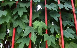 Green leaves of Cnidoscolus chayamansa or Chaya behind metal fence. Another name is Tree spinach, Maxican Tree Spinach. photo