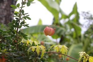 Ripe fruit of Cardiospermum halicacabum or Balloon vine on branch in natural environment. Another name is Heart Seed, Heat Pea, Love in a puff. photo