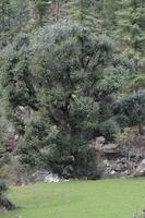 Tree in Kasol Village in Himachal Pradesh photo