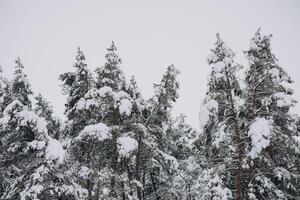 Scenic view of pine trees on snow photo