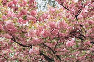 Spring Cherry blossoms in full bloom. Title header dimension image. photo