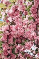 Spring Cherry blossoms in full bloom. Title header dimension image. photo
