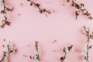 Spring flowers cherry blossoming on a pink background. Top view with copy space. Flat lay photo