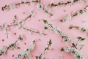 Spring flowers cherry blossoming on a pink background. Top view with copy space. Flat lay photo