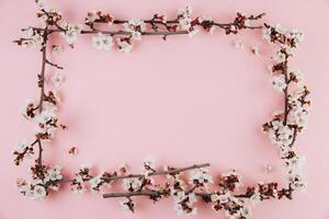Frame with spring flowers cherry blossoming on a pink background. Top view with copy space. Flat lay photo