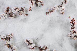 Spring flowers cherry blossoming on a grey beton background. Top view with copy space. Flat lay photo