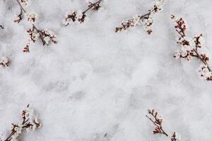 Spring flowers cherry blossoming on a grey beton background. Top view with copy space. Flat lay photo