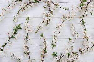 Spring flowers cherry blossoming on a white wooden background. Top view with copy space. Flat lay photo