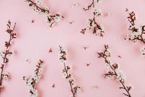 Spring flowers cherry blossoming on a pink background. Top view with copy space. Flat lay photo