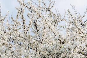 Beautiful white blossom in spring time over blue sky with copy space photo