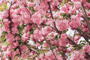 Spring Cherry blossoms in full bloom. Title header dimension image. photo