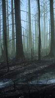 Burned trees after wildfire with pollution and a lot of smoke video