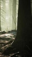 Broken trees in woods after bombing or artillery fire video
