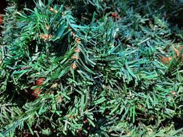 close up of a christmas tree branch photo