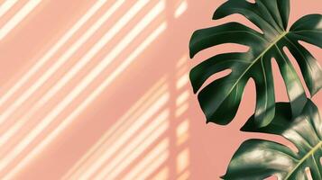 Green monstera leaves of the edge frame with shadow light, copy space solid background photo