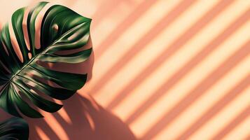 Green monstera leaves of the edge frame with shadow light, copy space solid background photo