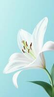 White Lily flowers closeup petal blooming close up nature theme with story pink solid background photo