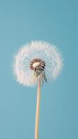 Dandelion petals blooming close up nature theme with story blue solid background photo
