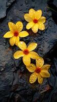 A stunning yellow flower with waterdrop freshness on rocks deep dark portrait background photo