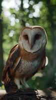 Owl bird on tree closeup portrait with blurred background green forest photo