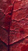 Focused closeup macro on stomata leaf red chlorophyll and vein organic nature background photo