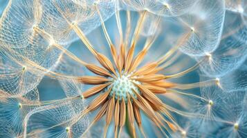 closeup detail dandelion blossoming nature plant with blurred background photo