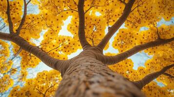 Captivating tree trunk wood with yellow blossom from low angle view perspective and blue sky photo