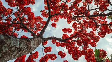 Captivating tree trunk wood with red blossom from low angle view perspective and blue sky photo