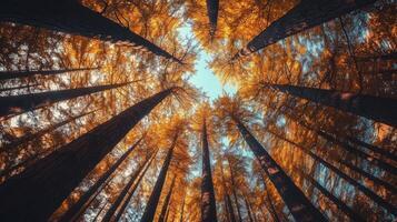 Yellow leaves forest tree tall perspective view from lower with sun light nature environment photo