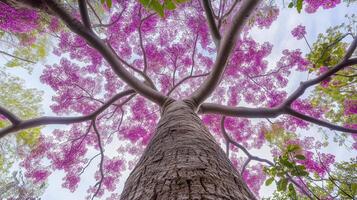 Captivating tree trunk wood with purple blossom from low angle view perspective and blue sky photo