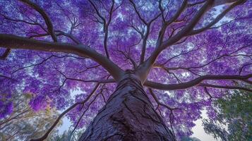 Captivating tree trunk wood with purple blossom from low angle view perspective and blue sky photo