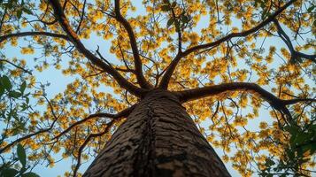 Captivating tree trunk wood with yellow blossom from low angle view perspective and blue sky photo