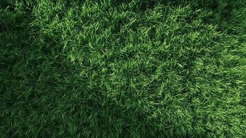Grass texture garden park nature field nature environment photo