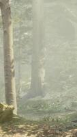 Panoramic view of the majestic evergreen forest in a morning fog video