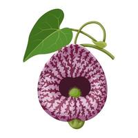 Illustration of Aristolochia littoralis, also called calico flower or elegant Dutchman's pipe, isolated on white background. vector