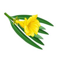 Illustration of Cascabela thevetia , commonly called yellow oleander, isolated on white background. vector