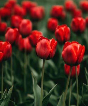 vibrante rojo tulipanes floreciente en un lozano campo durante primavera foto