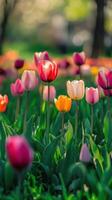 Vibrant tulip field in spring with a variety of colorful blooms photo