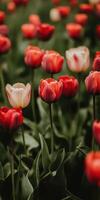 Fields of vibrant tulips blooming beautifully during springtime photo