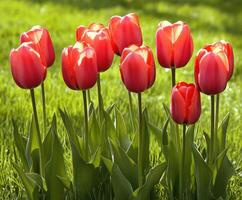 Vibrant red tulips bloom in a lush green field during springtime sunlight photo