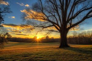 Sunrise over the tranquil countryside with a solitary tree silhouette photo