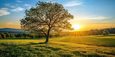 Sunset over a vibrant countryside field with a lone tree photo