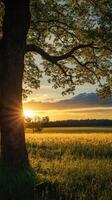 Stunning sunset over golden fields with a tree silhouette photo