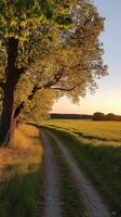 Serene countryside path lined with trees at sunset in rural settings photo