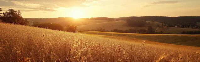 Golden wheat fields at sunset in the serene countryside landscape photo