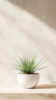 A potted green plant on a wooden shelf with soft sunlight streaming in photo
