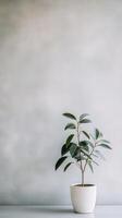 Small potted plant near a light grey wall in a minimalist setting photo