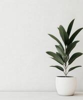 A minimalistic indoor plant in a white pot against a neutral wall backdrop photo