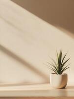 Bright indoor plant on wooden table with soft shadows in the background photo